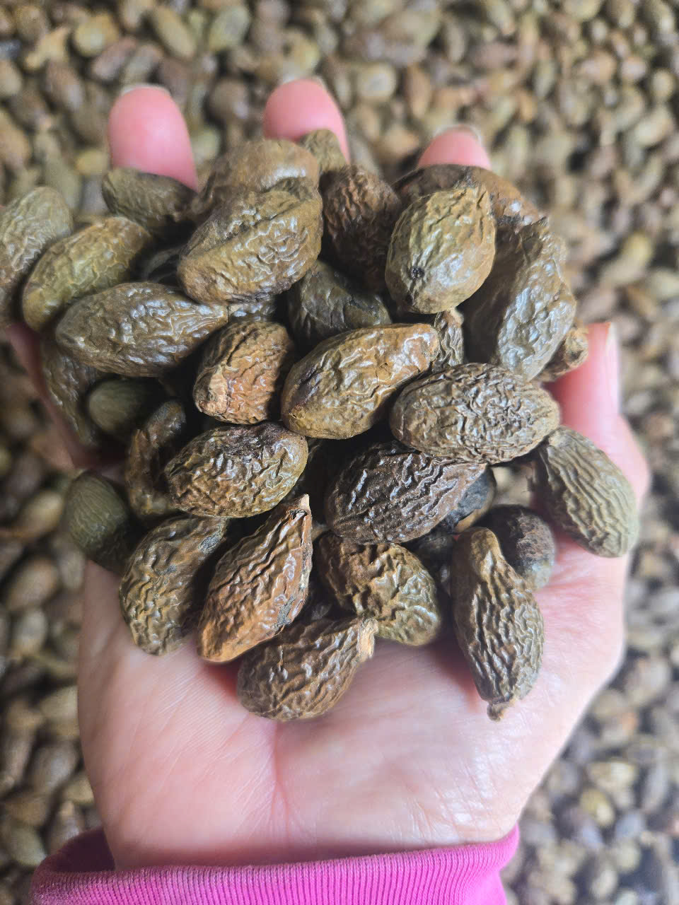 Hạt đười ươi 2